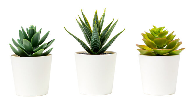 Beautiful artificial plants decorations in white pots isolated on white background.