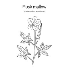 Musk mallow abelmoschus moschatus , medicinal plant