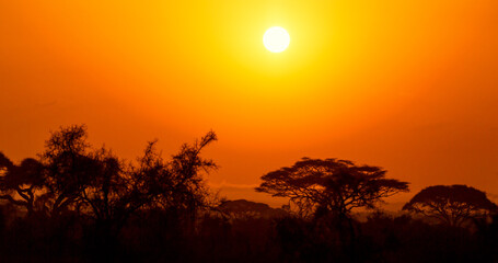 Fototapeta na wymiar African sunset with acacia trees in Masai Mara, Kenya. Savannah background in Africa. Typical landscape in Kenya.