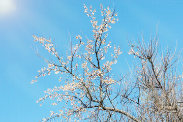 White flowers blooming apricot Tree at Spring. Blur of flower on nature background. Spring tree flowering.