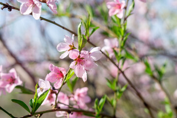 Pink peach flowers begin blooming in the garden. Close-up, spring theme of nature. Blurred background. Selective focus
