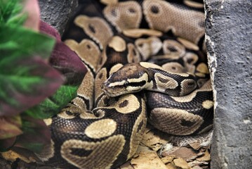 Photography of wild animal in zoo