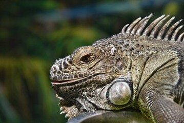 Photography of wild animal in zoo