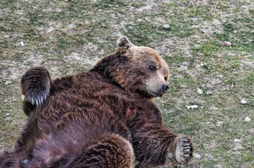 Fototapeta premium Photography of wild animal in zoo
