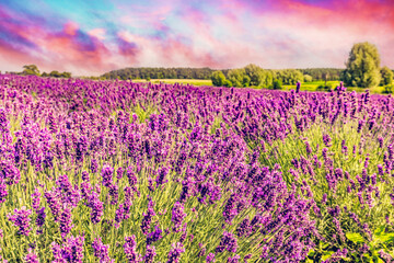 Lavender flower field landscape at sunset