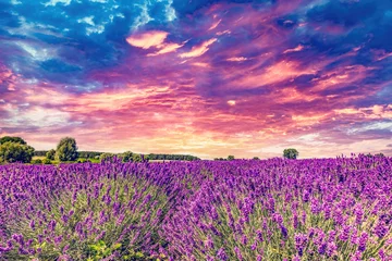 Acrylic prints pruning Lavender flower field landscape at sunset