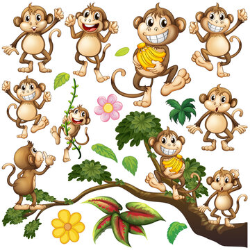 Cute monkey in different actions