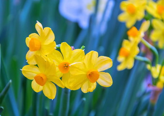 Delicate spring yellow daffodils in the greenhouse