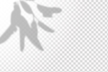 Realistic shadow tropical leaves and branches on transparent checkered background. The effect of overlaying shadows. Natural light layout.