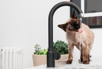 Young Devon Rex cat (Blu Point type) in the kitchen drinking tap watert (Selective focus)