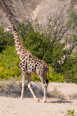 Impression of an Angolan Giraffe - Giraffa giraffa angolensis - wandering through the desert in north western, Namibia.