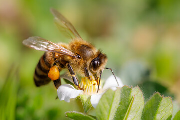 Fleissige Biene mit Blütenstaub bei der Arbeit