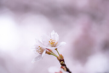 桜の花