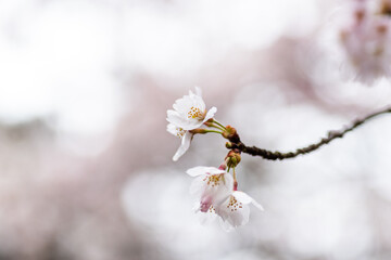 桜の花