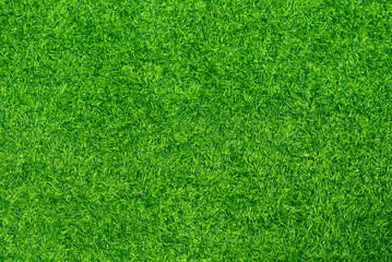 Fototapeta premium grass field background, green nature