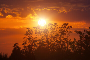 Sunset red sun on the background of trees landscape. A dark tree in an open field, a dramatic sunrise. Twilight background.