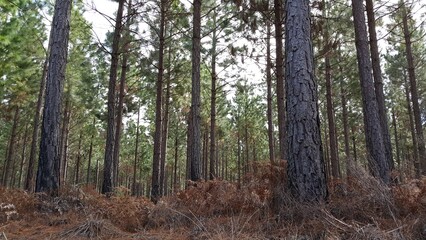 Obraz premium Picture of a forest