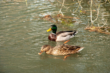 Wild geese floating in lake waters closeup