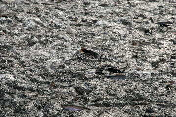 Feeding trout in fish farm closeup in fresh water