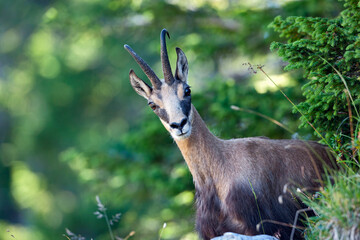 Chamois (Rupicapra rupicapra) portrait d'un mâle en été. Alpes. France