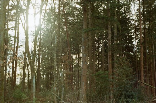 Woods © Tom