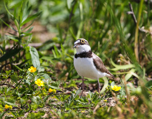 Little ringed plover on the breedeng place in the floodplain of the Pripyat River