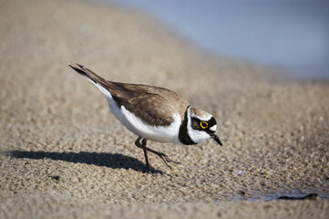Little ringed plover on the breedeng place in the floodplain of the Pripyat River