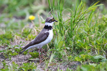 Obraz premium Little ringed plover on the breedeng place in the floodplain of the Pripyat River