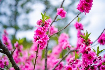 pink flowers in the garden