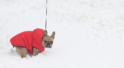 A dog in a red vest gets stuck in deep snow on a walk.