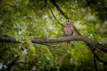 北海道の6月、トラフズクの初夏。
