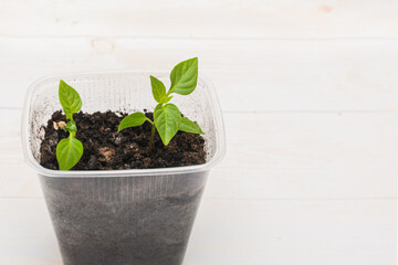 Growing sweet pepper seedlings in a plastic box at home on the windowsill. Gardening concept. Copy space