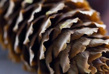 image of a fir cone close up