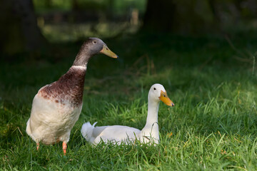 Two male Indian runner ducks in garden