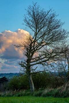 Tree on a background of orange morning clouds