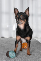 Young black short haired chihuahua with toy