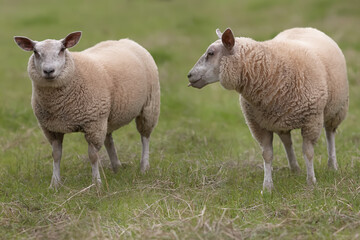 Naklejka na ściany i meble Two white Flemish sheep in meadow