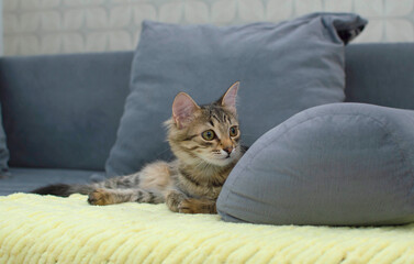beautiful little grey kitty is sitting on a grey sofa. The concept of pets