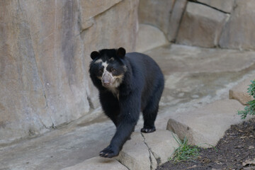 Closeup shot of a sloth bear walking near the rocks