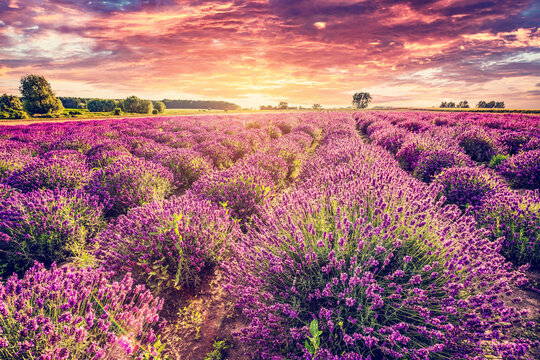 Lavender flower field landscape at sunset