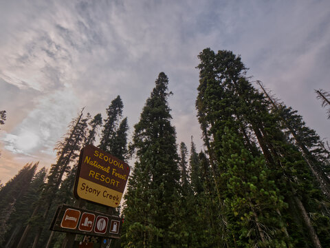 Low angle shot of giant sequoia trees under blue bright sky with Sequoia National Park sign