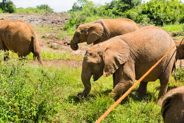 Baby Elephants in Nairobi, Kenya - 496791721