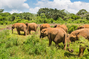 Fototapeta na wymiar Baby Elephants in Green Landscape, Kenya