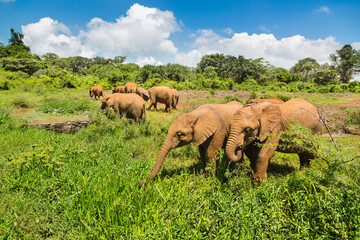 Nairobi Elephant Orphanage, Kenya - 496791788