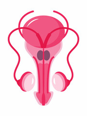 Prostate icon concept vector. Andrologist illustration of andrology for web, landing page, blog. Ovary, testis, adrenal gland are shown.