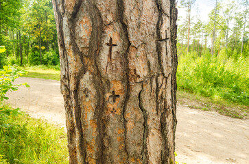 Growing pine with many old and new crosses cut in the bark, Ivande parish, Latvia.