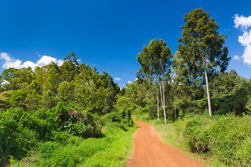 Karura Forest Roads, Nairobi, Kenya - 496792369