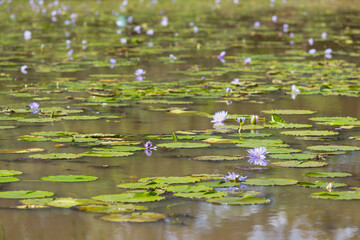 Hundreds of Water Lilies in a Lake in Karura Forest, Nairobi, Kenya - 496792373