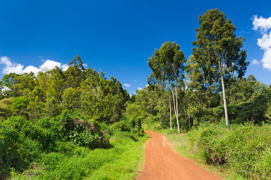 Karura Forest Roads, Nairobi, Kenya