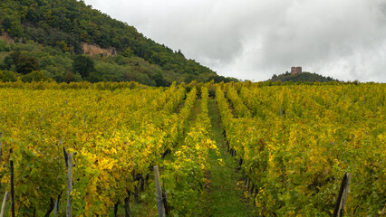 A wine field with old castle
